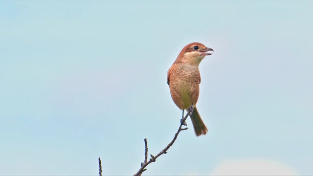 308073_tiny